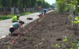 Яркие цветы на аллеях и высокие ограждения у дорог появляются на центральных улицах города