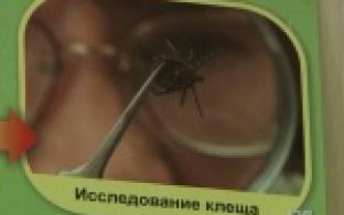 На рыбалке, в огороде или в парке можно пострадать от клещей