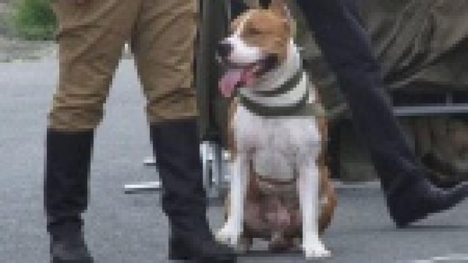 Четвероногие связисты, санитары, минёры и камикадзе