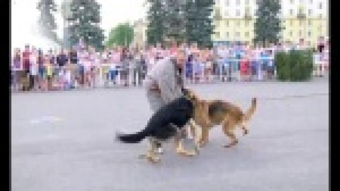 Четвероногие помощники.