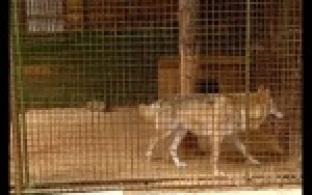 Новое жилье для братьев меньших.