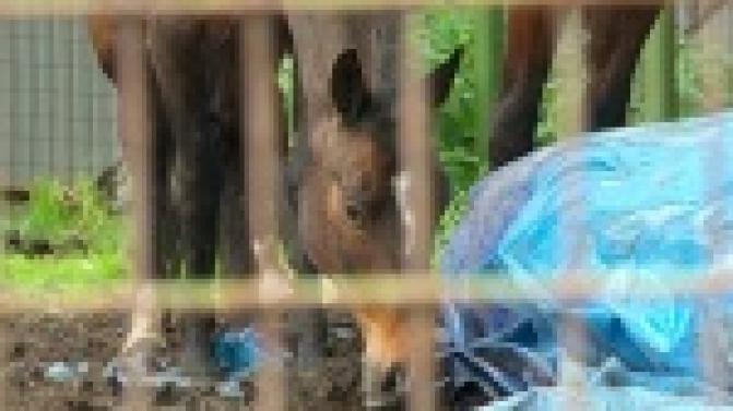 В Первоуральском зоопарке начали готовиться к областной проверке