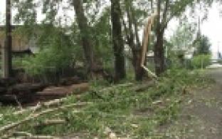 Накануне вечером из-за грозы в Первоуральске были повалены десятки деревьев