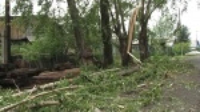 Накануне вечером из-за грозы в Первоуральске были повалены десятки деревьев