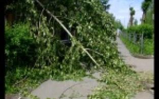 Поваленные деревья и оборванные провода.