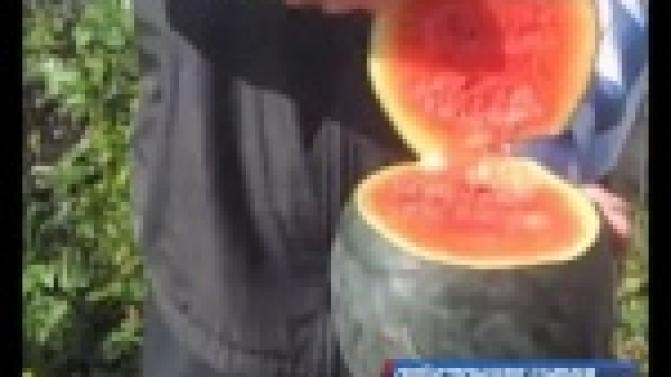 Арбузы и грецкие орехи в обычном огороде предлагает посадить пенсионер из Богдановича