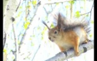 В одном из дворов Первоуральска сегодня ловили белку