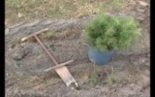 Деревья как символ жизни.