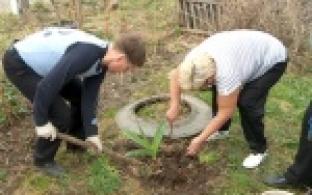 Черемуха и "Черемушки"