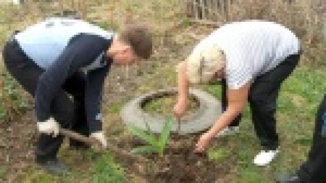 Черемуха и "Черемушки"