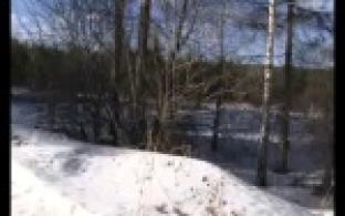 Лес в районе птицефабрики в большой опасности