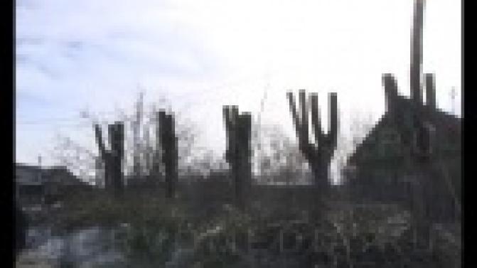 В Первоуральске кронируют деревья