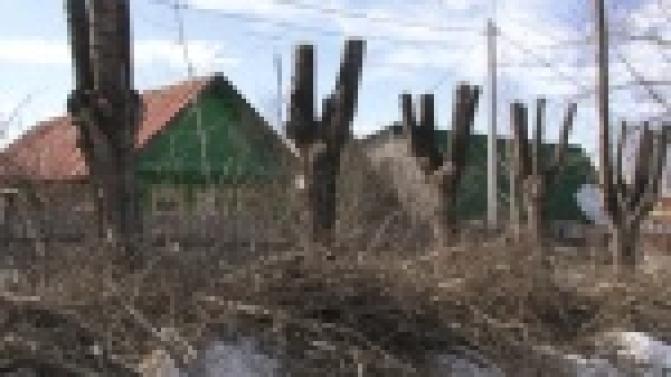В Первоуральске деревья будут одной высоты, а кусты одной формы.