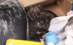 Брошенные и спасенные.