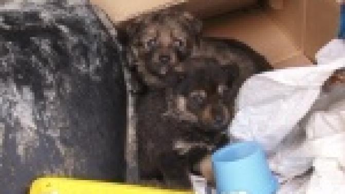 Брошенные и спасенные.