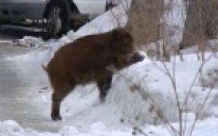 Спасатели сегодня ловили дикого кабана.