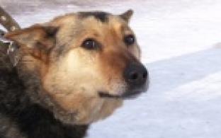 Домашние животные превращаются в бездомных.