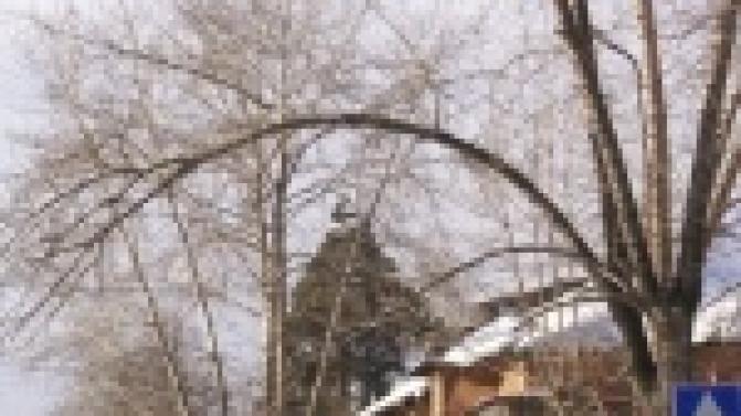 Шестьсот десять аварийных деревьев планирует кронировать или спилить городская администрация в этом году.