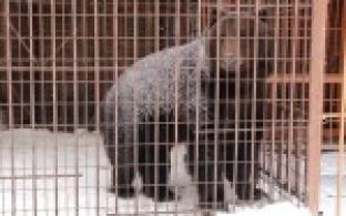 Депутаты фракции "Единая Россия" взяли опеку над мишкой из первоуральского зоопарка.