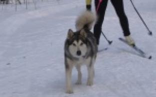 В гагаринском лагере не умолкал лай собак. Гонки на упряжках прошли в эти выходные.