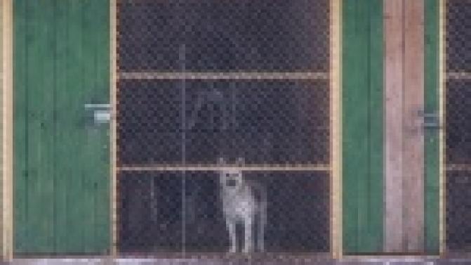 Белые в крапинку!