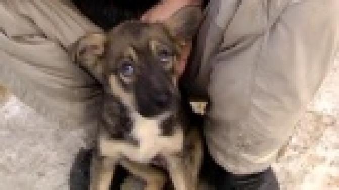 Жестокий случай обращения с животными в Первоуральске.