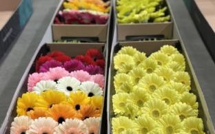 8 миллионов цветов завезли на Урал к 8 Марта