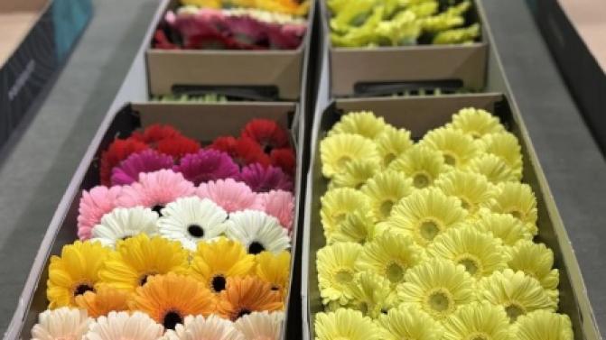 8 миллионов цветов завезли на Урал к 8 Марта