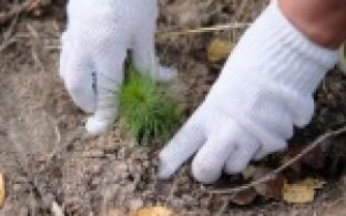 Более 30 тысяч гектаров леса будет восстановлено в этом году на Среднем Урале