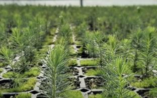 На Среднем Урале в этом году планируется восстановить более 30 тысяч гектаров леса