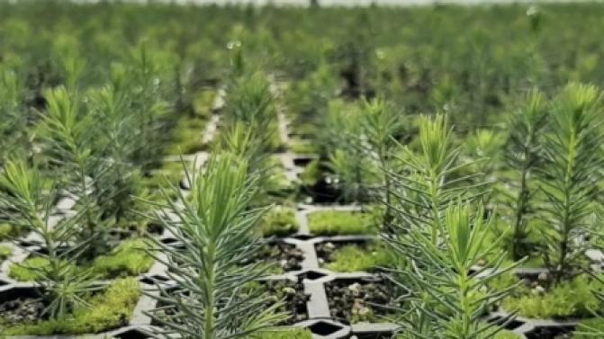 На Среднем Урале в этом году планируется восстановить более 30 тысяч гектаров леса