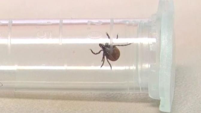 Уже 58 человек в Свердловской области пострадали от укусов клещей