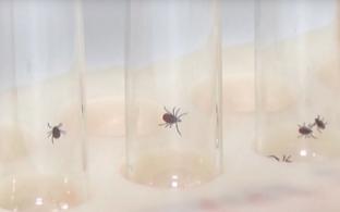 В Свердловской области зарегистрированы первые пострадавшие от присасывания клещей в 2026 году