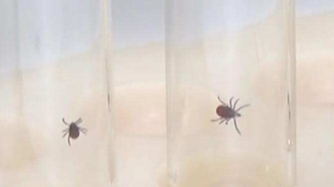 Клещей в этом году на Урале будет меньше