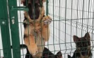 Щенки немецкой овчарки из первоуральского питомника ГУФСИН будут служить в Перми и Башкирии