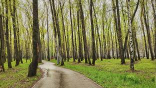 Рабочая неделя в Первоуральске будет тёплой, но дождливой