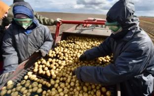 Бабье лето даёт возможность аграриям в комфортных условиях убирать урожай